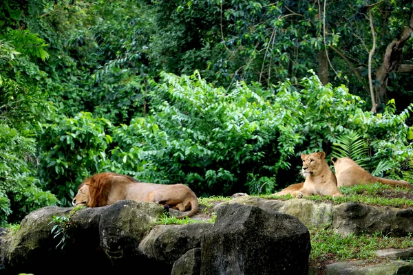 狮子和狮子正坐在动物园的岩石上 — 图库照片