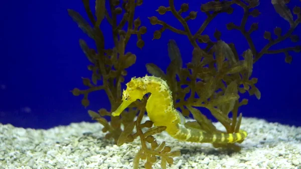 Underwater Image Seahorse Depth — Stock Photo, Image