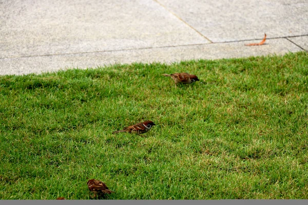 Groep Mussen Zit Groen Gras — Stockfoto