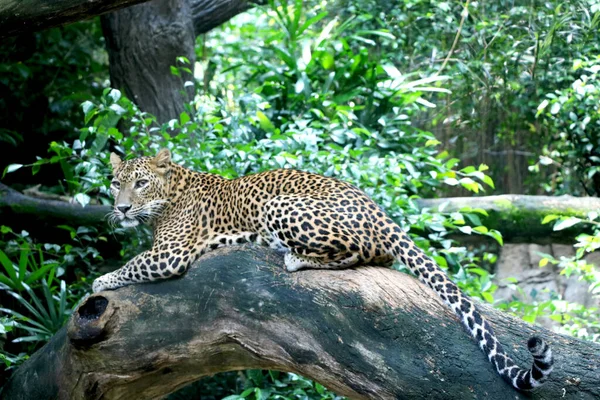 Leopar (çita) ormanda bir grup ağacın üzerinde oturuyor.