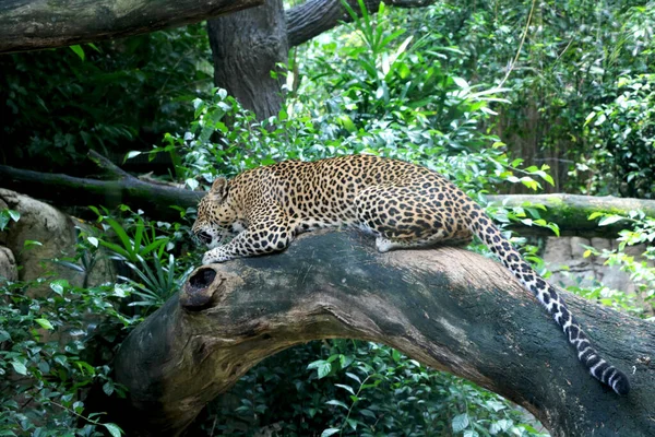 Leopardo Chita Está Sentado Monte Árvore Selva — Fotografia de Stock