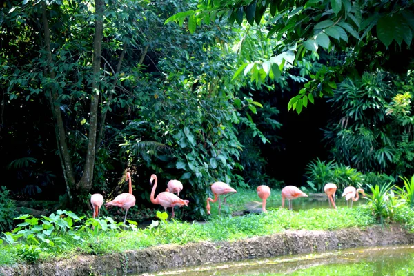 Grupa Większych Flamingów Jest Zoo Park Tłem Zielonych Drzew — Zdjęcie stockowe
