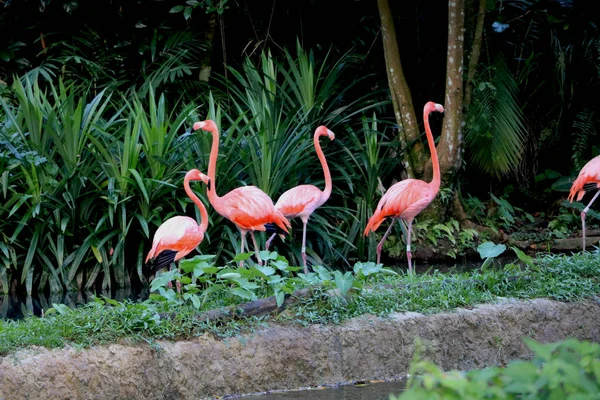 Büyük Flamingo Grubu Yeşil Ağaçların Arka Planına Sahip Hayvanat Bahçesidir — Stok fotoğraf