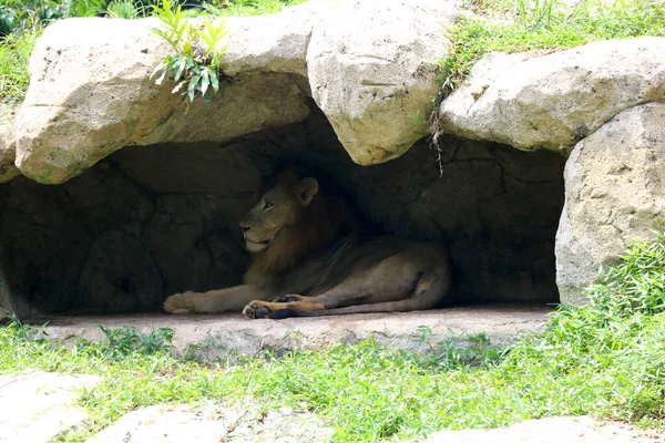 Leão Sentado Perto Pequena Caverna — Fotografia de Stock