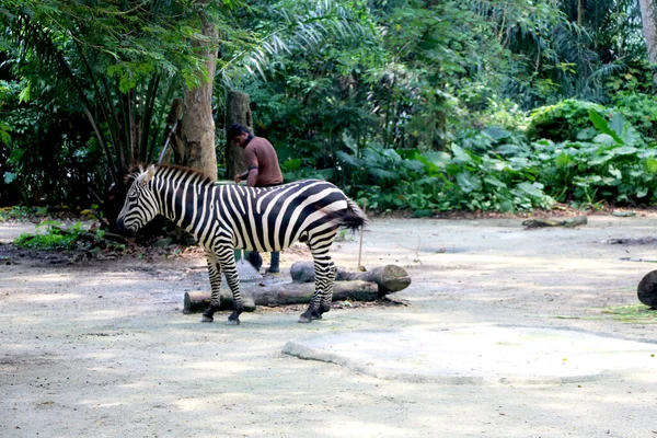 Hegyi Zebrák Trénerrel Szingapúri Állatkertben — Stock Fotó