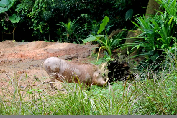 Gewone Wrattenzwijn Speelt Modder Jungle — Stockfoto