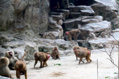 Ülke - Singapur, Tarih 19 / 08 / 2020 Küçük olanı Singapur 'da hayvanat bahçesinde oturan Babun ailesi