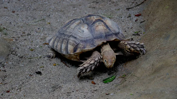 Kaplumbağa Nın Portresi Engebeli Bir Yolda Yürüyor — Stok fotoğraf