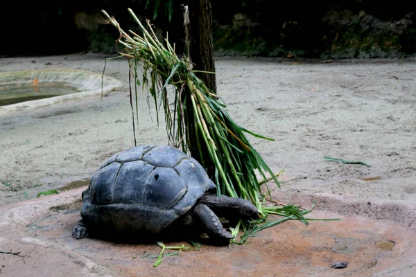 Kaplumbağa Nın Portresi Engebeli Bir Yolda Yürüyor — Stok fotoğraf