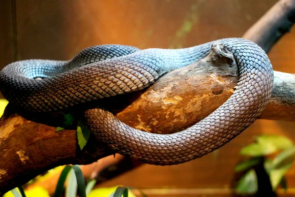 Snake Resting Tree Branch — Stock Photo, Image
