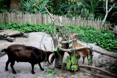 Parkta iki vahşi keçi