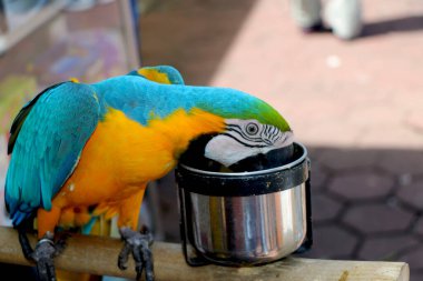 Front view of Colorful parrot eating in bowl clipart