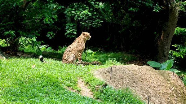 Leopardo Chita Está Sentado Olhando Para Zoológico Parque — Fotografia de Stock