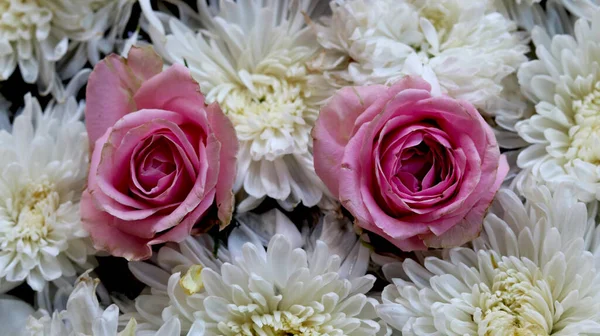 Two Pink rose flowers arrange on white flowers