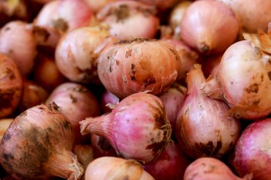 Yerel tarım pazarında bir sürü yeni hasat sarısı ve kırmızı soğan