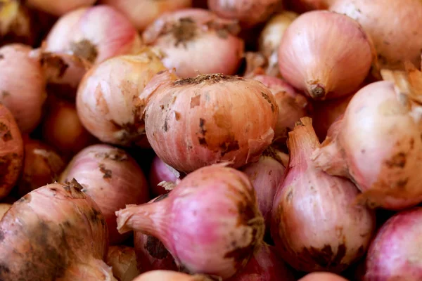 Bando Novas Colheitas Cebolas Amarelas Vermelhas Mercado Agrícola Local — Fotografia de Stock