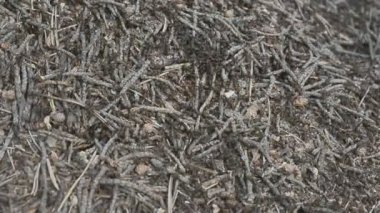 yaban hayatı Beyaz Rusya, Europe: karınca kolonisi