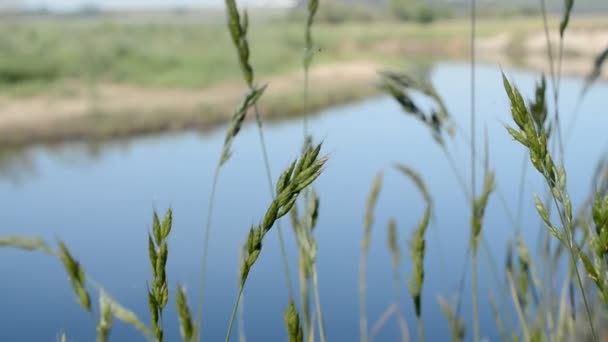 Hierba verde en movimiento y pequeño río en el fondo — Vídeos de Stock