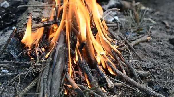 Buiten hout bos kampvuur afbramen — Stockvideo