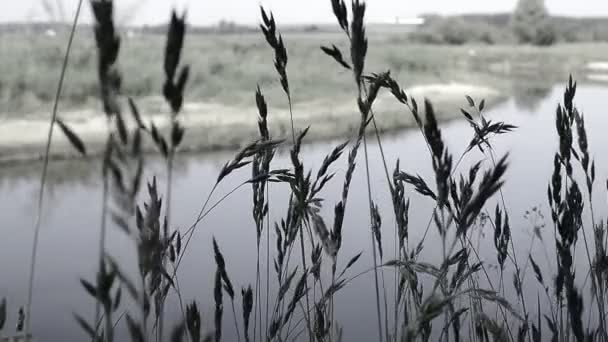 绿草动和小河的背景, 美丽的夏日景观 — 图库视频影像