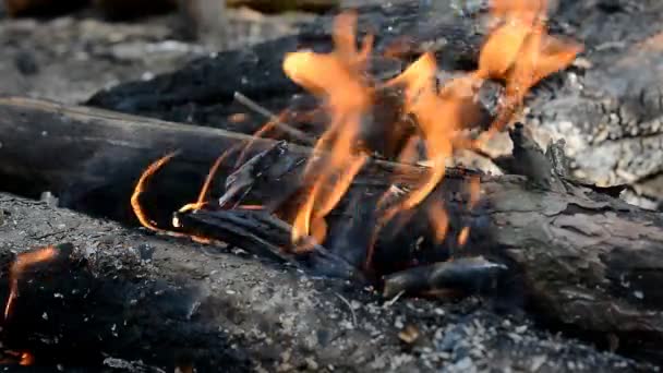 Malý oheň hořící — Stock video