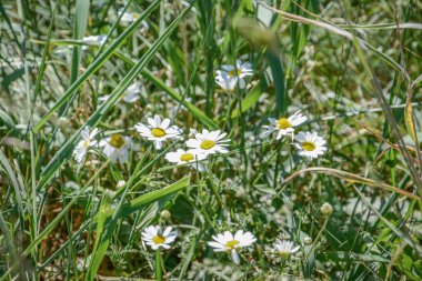 yaz çiçekleri papatya