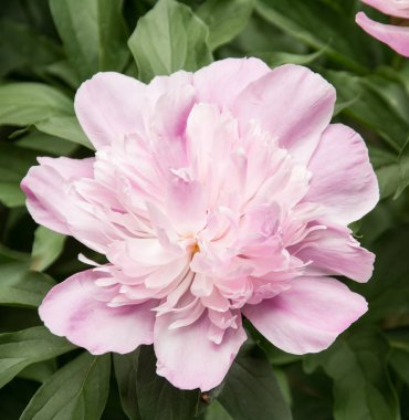 Kırmızı peonies bahçede. Kırmızı Şakayık makro fotoğraf.