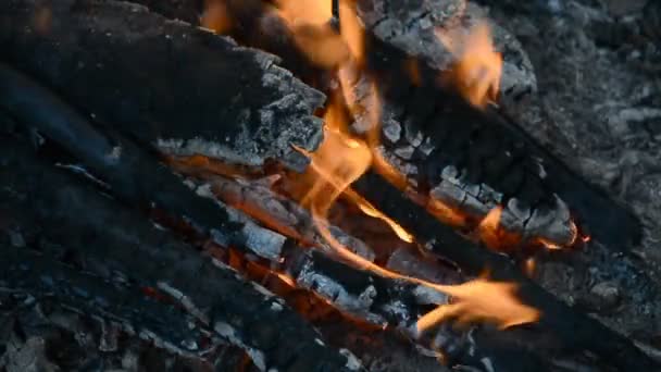 Лагерный пожар крупным планом — стоковое видео