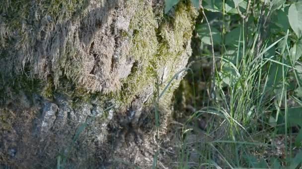 İki Avrupa hornet işçi Vespa crabro hornets yuva inşa. — Stok video