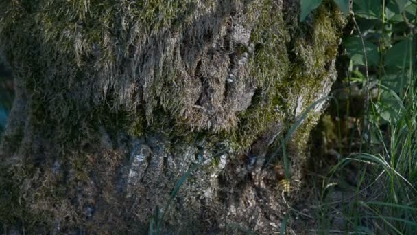 Vida silvestre: vida avispada en el bosque europeo — Vídeos de Stock