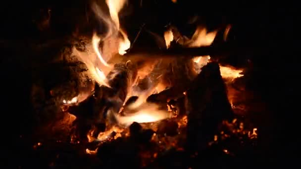 Közelről máglya kemping tűz a lángok — Stock videók