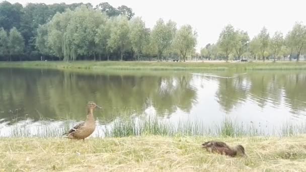 Dos patos caminando sobre hierba verde — Vídeos de Stock