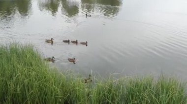 Gölde yüzen ördek yavrusu ördeği.