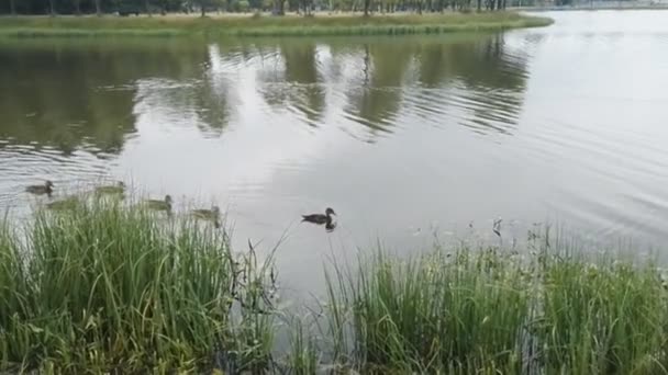 Yürüyüşte gölet su içerisinde yüzen ördek yavrusu ile ördek. — Stok video