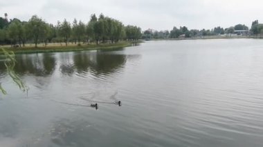 Göldeki ördekler aile