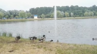 Göldeki ördekler aile