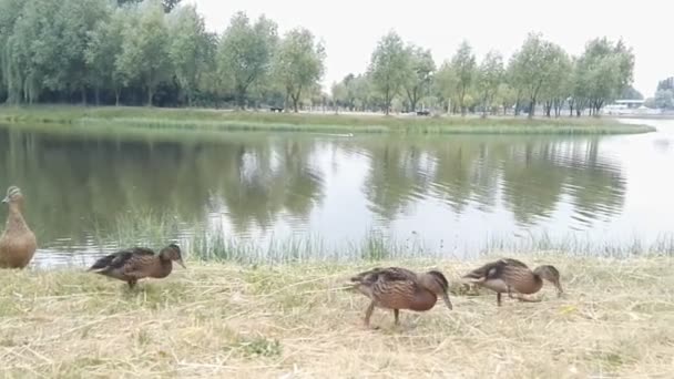 Сім'я качок в озері — стокове відео