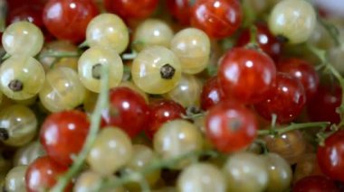 Kırmızı kuş üzümü kapatmak doğru döner