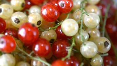 kırmızı kuş üzümü, doğru döndürülmüş plaka, yakın çekim