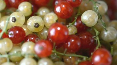 Döndürülmüş plaka yaptı kırmızı ve beyaz kuş üzümü yakın çekim