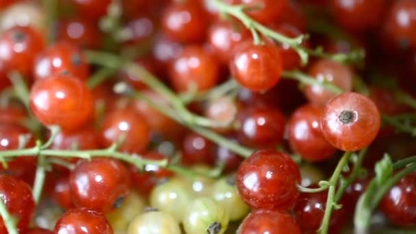 Bayas de grosellas rojas y blancas . — Vídeos de Stock