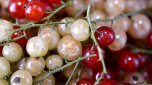Red currants slow motion hd footage — Stock Video