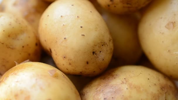 Young potatoes close up background left rotated — Stock Video