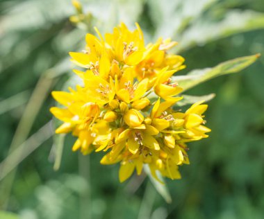 vahşi sarı çiçek