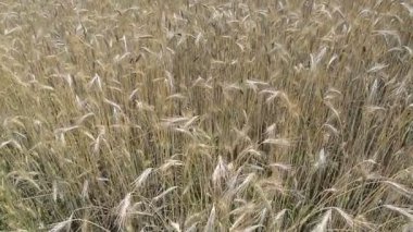 buğday alan yakın çekim