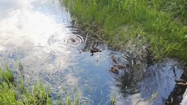 Mère canard et canetons nagent dans l'étang — Video