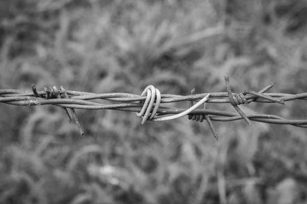 Vintage barbed wire — Stock Photo, Image