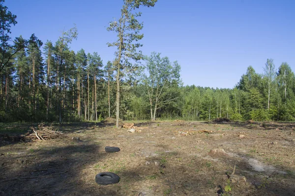 güzel bakir orman alanlarında ormansızlaşma