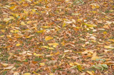 Düşen sonbahar yaprakları renkli artalanları veya doku görüntü