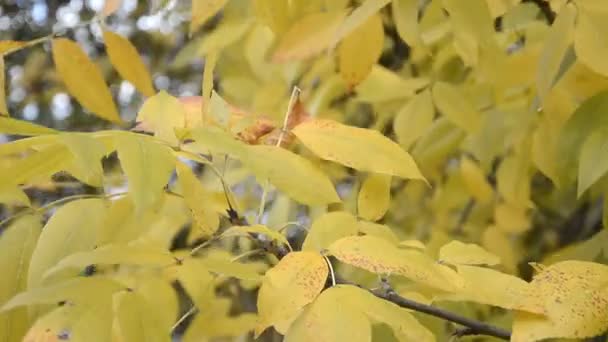 Feuilles d'automne se balançant sur un arbre dans le parc automnal 
